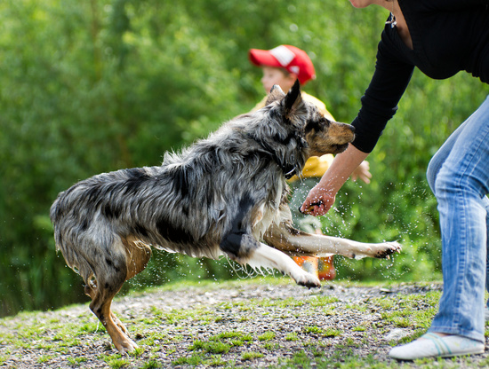 Pet Nutrition